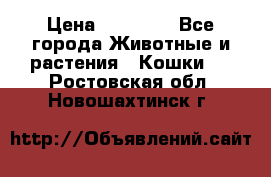 Zolton › Цена ­ 30 000 - Все города Животные и растения » Кошки   . Ростовская обл.,Новошахтинск г.